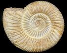 Perisphinctes Ammonite - Jurassic #45412-1